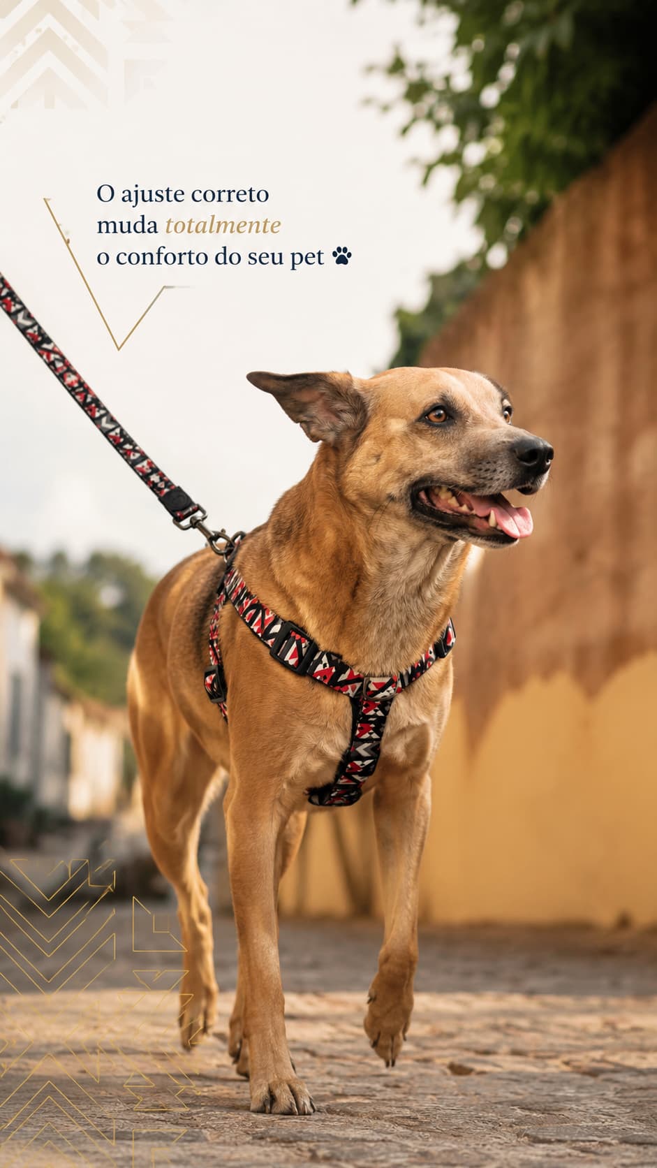 Coleiras & Guias — P Dogs lifestyle